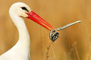 Judetul Tulcea are cele mai multe cuiburi de barza documentate in acest an. In ce localitate au fost gasite cele mai multe cuiburi