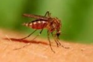 Virusul letal WEST NILE loveste Romania