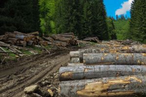 Cercetaţi pentru tăiere fără drept de arbori