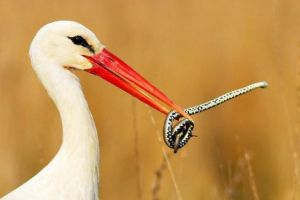 Uite Barza! Care e judeţul în care au fost numărate cele mai multe cuiburi de barză