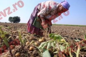 EUROSTAT: ROMÂNIA o ţară de AGRICULTORI