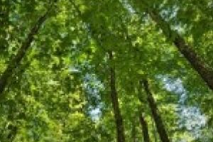 ROMSILVA a obtinut certificarea managementului forestier pentru alte 127.000 de hectare paduri de stat