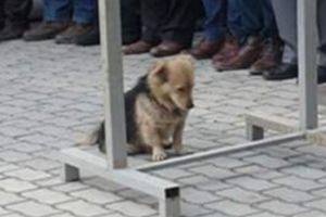 În fiecare zi, câinele pleca de acasă pentru câteva ore. Într-o zi, s-a decis să-l urmărească. Când a văzut ce făcea, a izbucnit imediat în lacrimi (GALERIE FOTO)