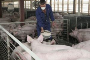 Cum se întinde PESTA porcină peste România