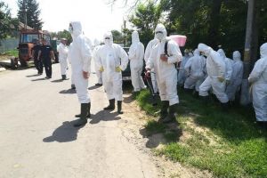 Pesta porcină africană se extinde accelerat în Bihor: Toţi porcii din trei sate, chiar şi cei sănătoşi, sunt „ucişi în scop preventiv”