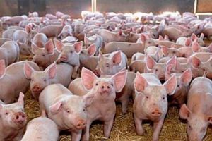 Pesta porcina: Târgul de la Ioneşti, sub lupa poliţiştilor