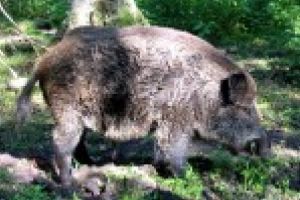 Epidemia de pestă porcină, scenariu bine regizat de marii afacerişti? Intră Caraş-Severinul sub „cod roşu”?