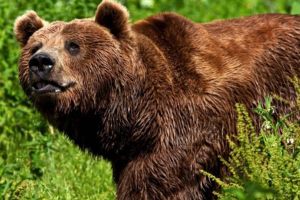 Și tulgheşenii sunt terorizaţi de urşi. Primarul face apel către autorităţile centrale