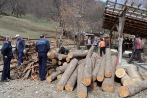 Scutul Pădurii: 19.6 metri cubi de material lemnos fără documente de provenienţă confiscaţi de la o firmă din comuna Bistra