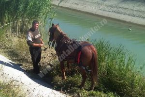RĂCARI: Pompierii au salvat un cal dintr-un canal de irigaţii