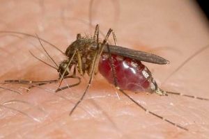 256 cazuri de meningite/meningo-encefalite cauzate de infecţia cu virusul West Nile şi 36 de decese, până în prezent