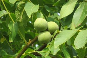 Nuc (Juglans regia) –  beneficii şi proprietăţi