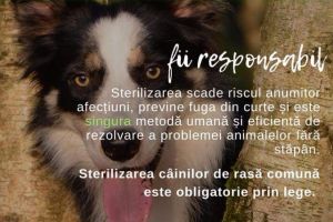 Astăzi, sterilizări gratuite organizate de Asociaţia Pro Animals