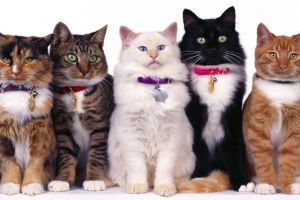 Ziua internaţională a animalelor