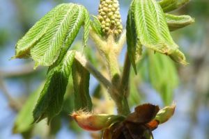 Un superlativ naţional – pădurea de castani comestibili de la Topeşti