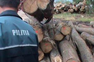 Prins în flagrant de poliţişti în timp ce fura lemne