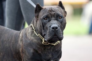 Deţinătorii şi proprietarii de câini periculoşi sau agresivi, în atenţia poliţiştilor