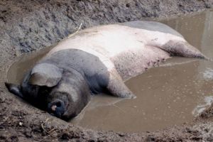 Peste 300.000 de porci ucişi şi despăgubiri de 55,3 milioane de lei