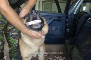 Câteva sute de pachete de ţigări, ascunse în bordul unui autoturism, descoperite de ...