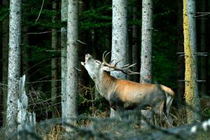 Imagini spectaculoase cu boncănitul cerbilor, surprinse la Ocolul Silvic Cârlibaba