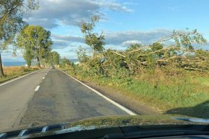 Amplă campanie de tăiere a arborilor de la marginea drumurilor naţionale din Suceava