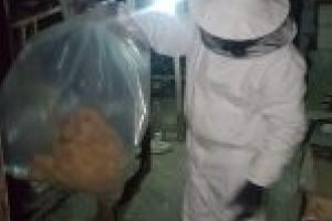 ISU Dolj: Roi de gărgăuni, distrus la Braloştiţa