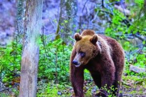Atacuri ale urşilor în Băla şi Hodac. Grupul de lucru pentru gestionarea situaţiilor de urgenţă, convocat de prefect