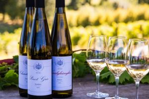 Degustare de vin şi cină gastronomică la Petry