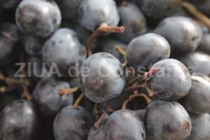 Strugurii, medicament universal Consumul regulat de struguri negri previne aparitia leziunilor retiniene si a degenerescentei maculare. Aceasta datorita aportului de resveratrol, unul dintre cei mai puternici antioxidanti naturali cunoscuti, da