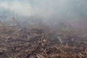 VIDEO/ Campul arde sub nasul primarului PNL din Mircea Voda