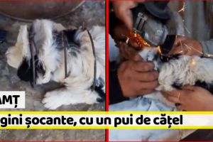 Neamţ: Imagini şocante, cu un pui de căţel, într-o comună din Nemaţ