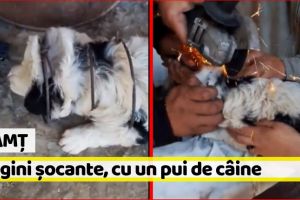 Neamţ: Imagini şocante, cu un pui de câine, într-o comună din Neamţ