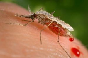 Cazuri de infectare cu virusul West Nile in judetul Braila