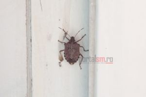 FOTO. Invazie de gândaci urât mirositori în municipiul Satu Mare. Oamenii sunt disperaţi