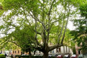 Istoria platanului de la „Şaguna”, în „Săptămâna Ariilor Protejate”