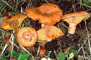 Poliţiştii au ridicat 370 de kilograme de ciuperci de la comercianţi veniţi de la Sălaj la ...