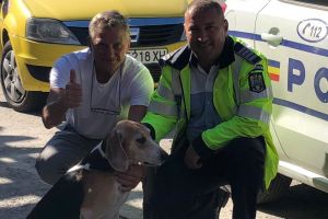 FOTO Căţel pierdut într-un accident pe Valea Oltului găsit după cinci săptămâni de un poliţist