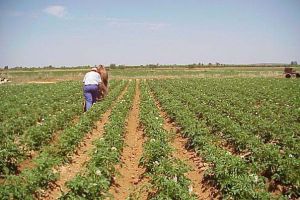 DÂMBOVIȚA: Un control APIA arată că fermierii au de furcă mai mult cu mapa, decât cu sapa