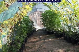 Prins cu o cultură de CANNABIS, în judeţ! Arădeanul se află acum în AREST PREVENTIV