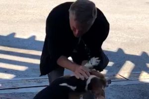 VIDEO EMOȚIONANT. UN RUS S-A REÎNTÂLNIT DUPĂ CINCI SĂPTĂMÂNI CU CÂINELE PE CARE ÎL PIERDUSE ÎNTR-UN ACCIDENT ÎN VÂLCEA