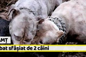 Neamţ: În stare gravă la spital după ce a fost sfâşiat de 2 câini