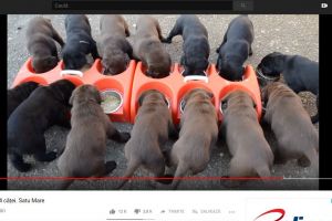 VIDEO. Am bătut toate recordurile din Satu Mare. Clipul cu 10 milioane de vizualizări!