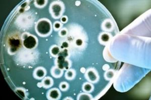 Oamenirea, în pericol. MOLIMA molimelor POATE SECERA SUTE DE MILIOANE rapid. Alertă mondială de sănătate