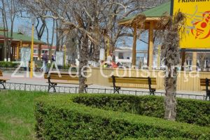 20 de milioane de euro in ultimii 16 ani. Pomacost, contract subsecvent cu Primaria Constanta. Cat costa hibernarea pentru fiecare palmier din Mamaia (documente)