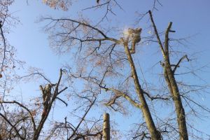 Drumarii au început toaletarea arborilor din vecinătatea şoselelor