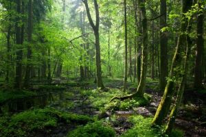 Mii de români, interesaţi  de soarta pădurilor virgine