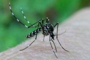 Opt bihoreni infectaţi cu West Nile