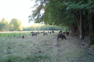 Trei focare de trichineloză la mistreţ, la Coşna, Chiril şi Nisipitu