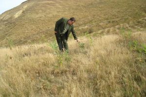 Controlul anual al regenerărilor naturale şi artificiale, demarat la nivelul Direcţiei ...