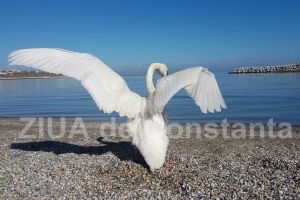 Astrocafe.ro: Mesajul ingerilor pentru luna octombrie. 